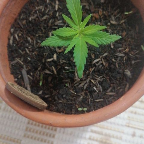 Genética desconocida growlog timeline photo