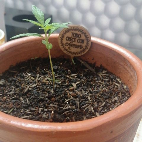 Genética desconocida growlog timeline photo