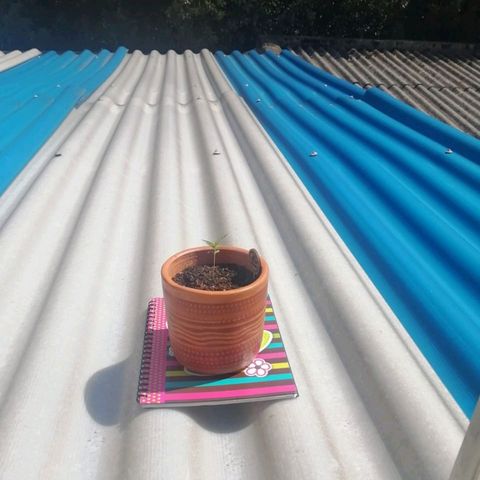 Genética desconocida growlog timeline photo