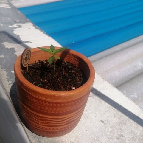 Genética desconocida growlog timeline photo