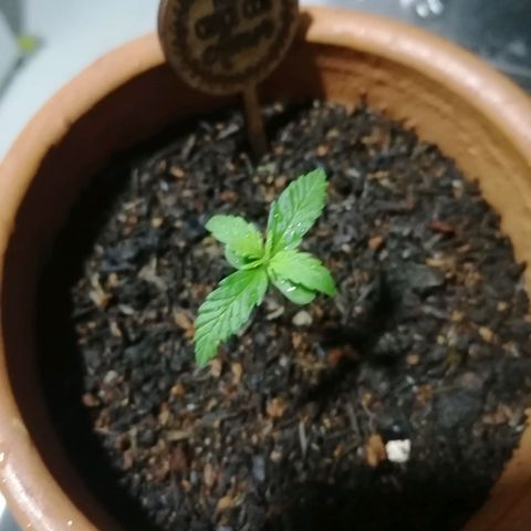 Genética desconocida growlog timeline photo