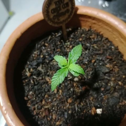Genética desconocida growlog timeline photo