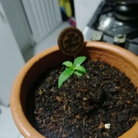Genética desconocida growlog timeline photo