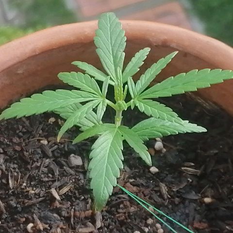Genética desconocida growlog timeline photo