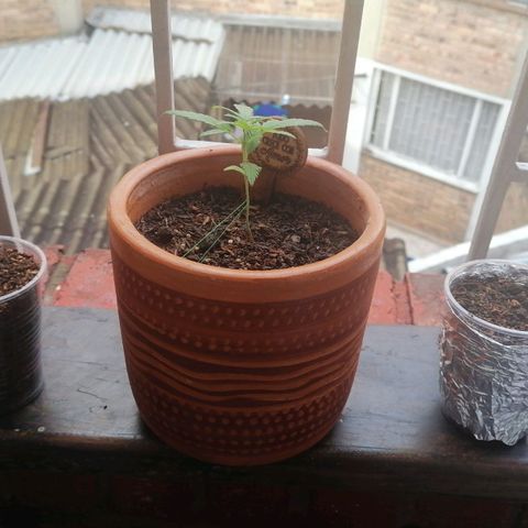 Genética desconocida growlog timeline photo