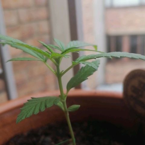 Genética desconocida growlog timeline photo