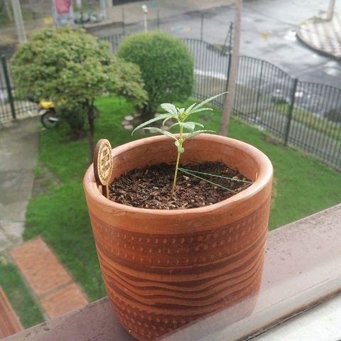 Genética desconocida growlog timeline photo