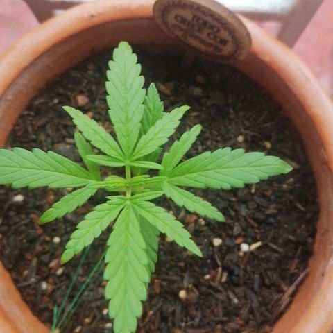 Genética desconocida growlog timeline photo