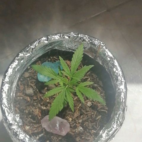 Genética desconocida growlog timeline photo