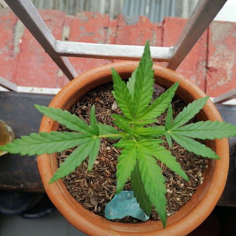 Genética desconocida growlog timeline photo