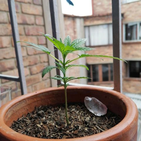 Genética desconocida growlog timeline photo