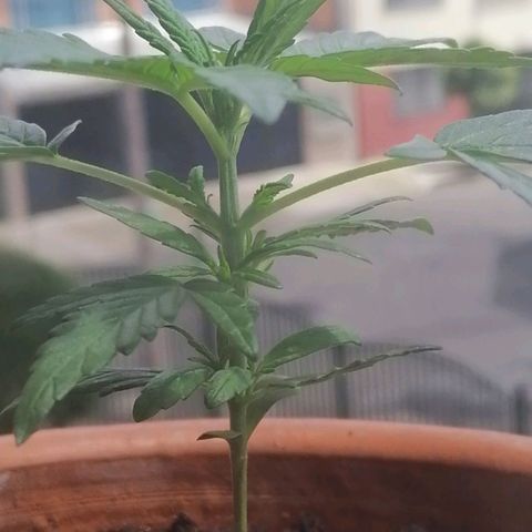 Genética desconocida growlog timeline photo