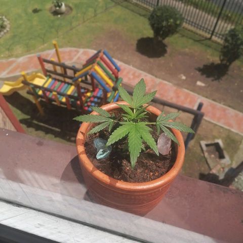 Genética desconocida growlog timeline photo