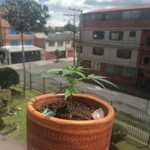 Genética desconocida growlog timeline photo
