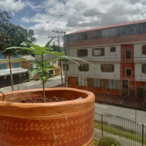 Genética desconocida growlog timeline photo