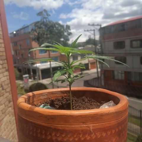 Genética desconocida growlog timeline photo