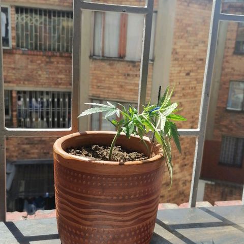 Genética desconocida growlog timeline photo