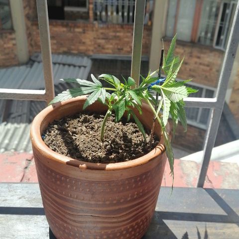 Genética desconocida growlog timeline photo