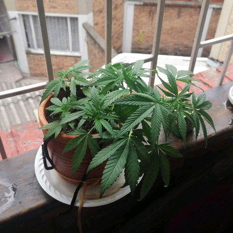 Genética desconocida growlog timeline photo