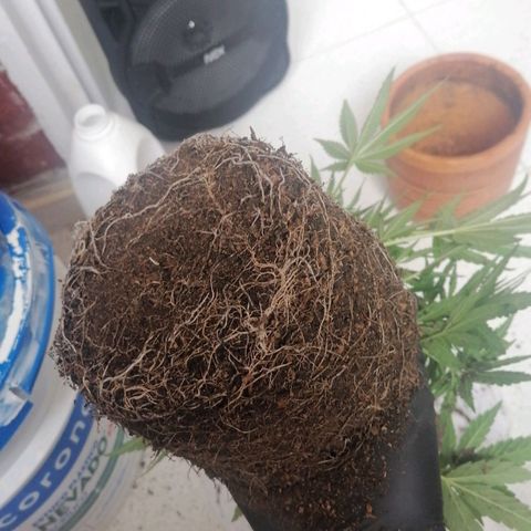 Genética desconocida growlog timeline photo