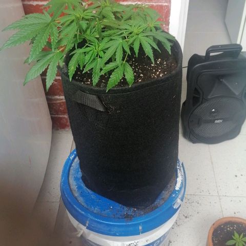 Genética desconocida growlog timeline photo