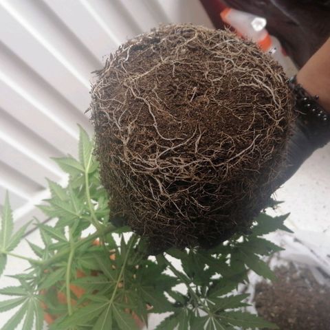 Genética desconocida growlog timeline photo