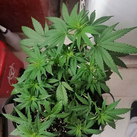 Genética desconocida growlog timeline photo