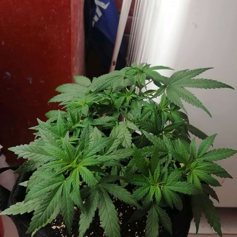Genética desconocida growlog timeline photo