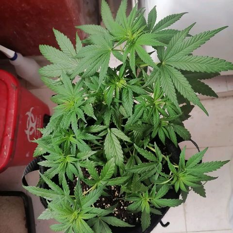Genética desconocida growlog timeline photo