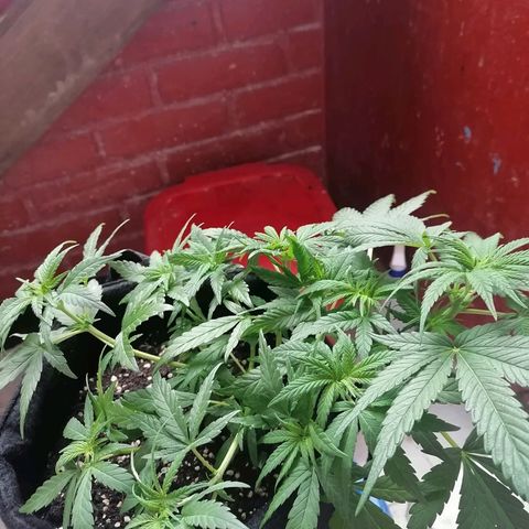 Genética desconocida growlog timeline photo