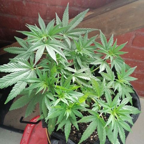 Genética desconocida growlog timeline photo
