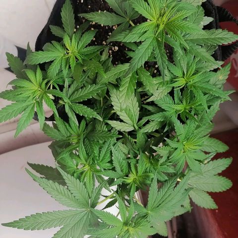 Genética desconocida growlog timeline photo