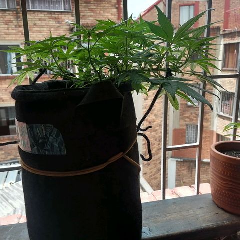 Genética desconocida growlog timeline photo