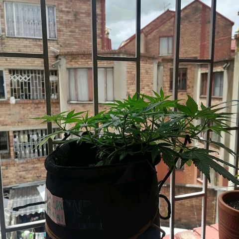 Genética desconocida growlog timeline photo