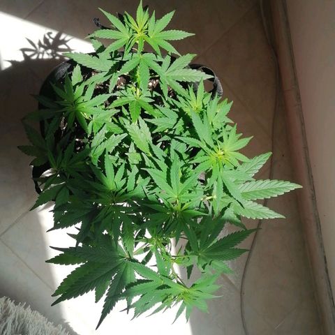 Genética desconocida growlog timeline photo