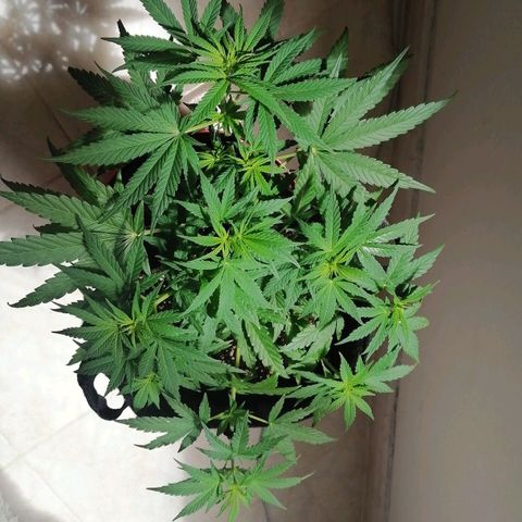Genética desconocida growlog timeline photo