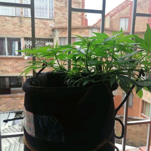 Genética desconocida growlog timeline photo