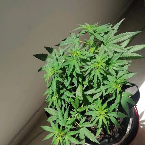 Genética desconocida growlog timeline photo