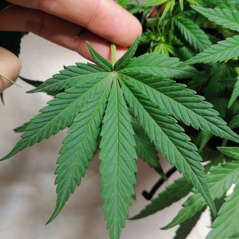 Genética desconocida growlog timeline photo