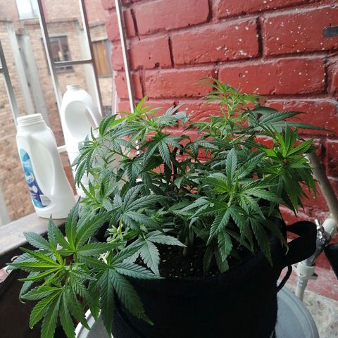 Genética desconocida growlog timeline photo