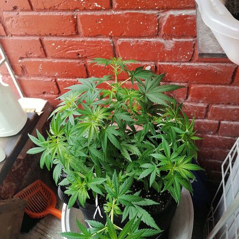 Genética desconocida growlog timeline photo