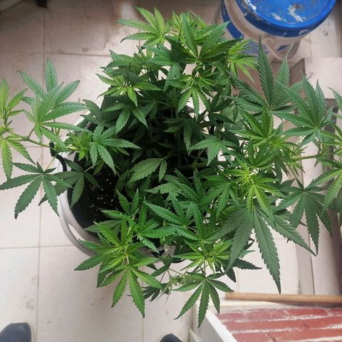 Genética desconocida growlog timeline photo