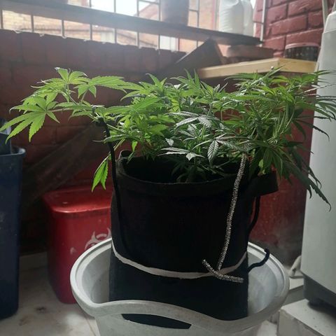 Genética desconocida growlog timeline photo
