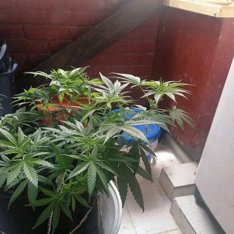 Genética desconocida growlog timeline photo