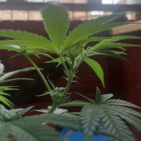 Genética desconocida growlog timeline photo