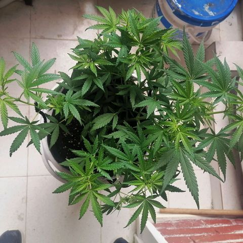 Genética desconocida growlog timeline photo