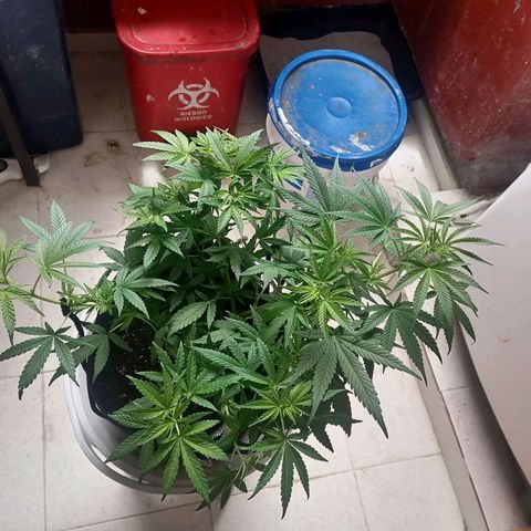 Genética desconocida growlog timeline photo