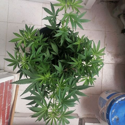 Genética desconocida growlog timeline photo