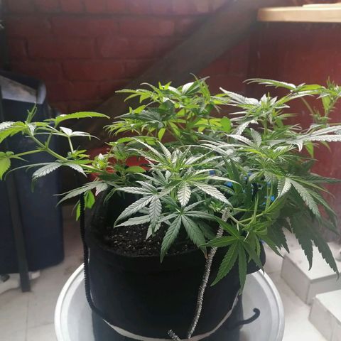 Genética desconocida growlog timeline photo