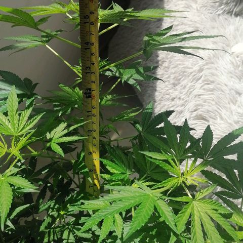 Genética desconocida growlog timeline photo